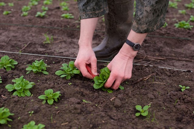 Agricultura ecológica